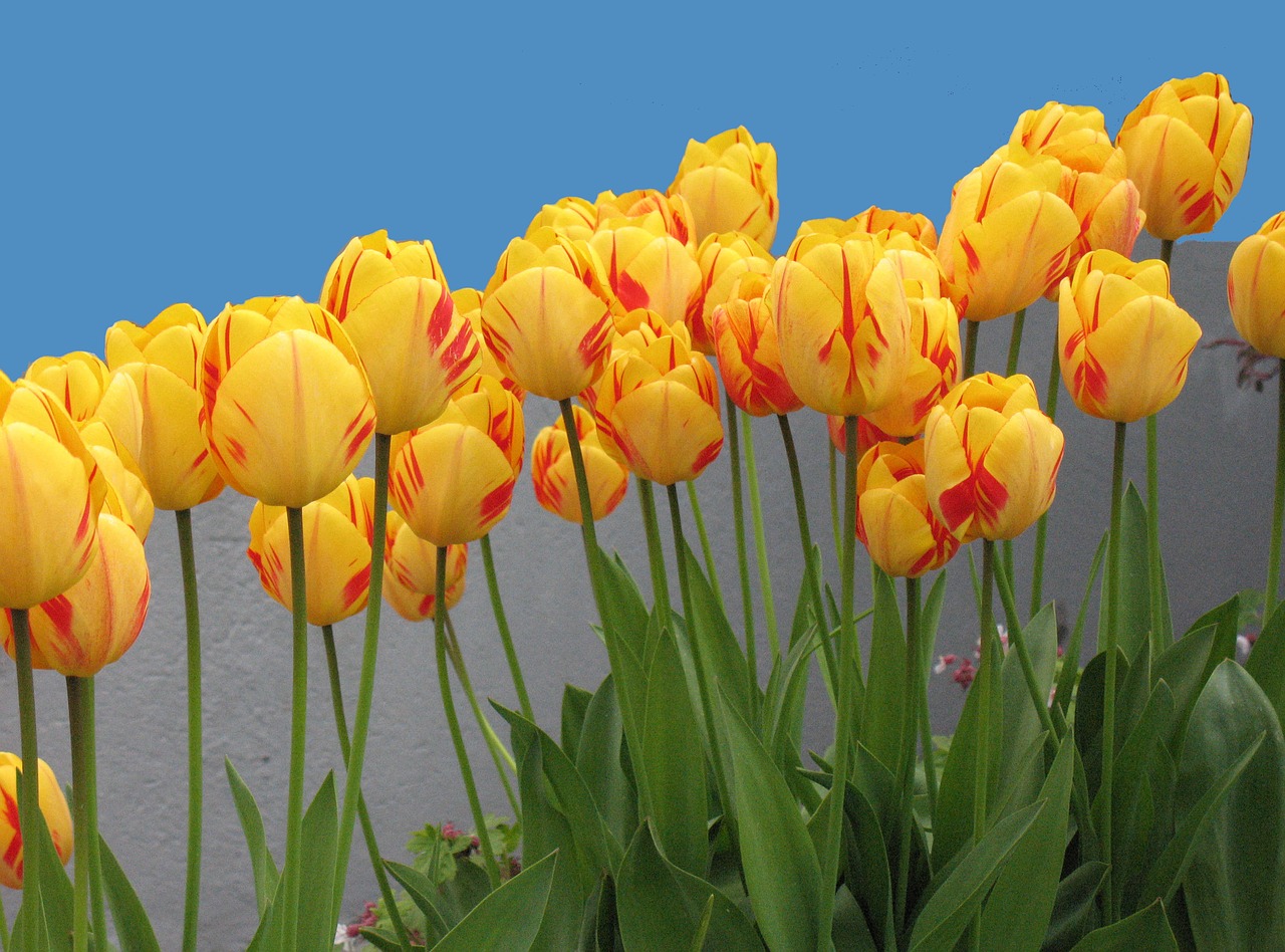 tulips flowers nature free photo