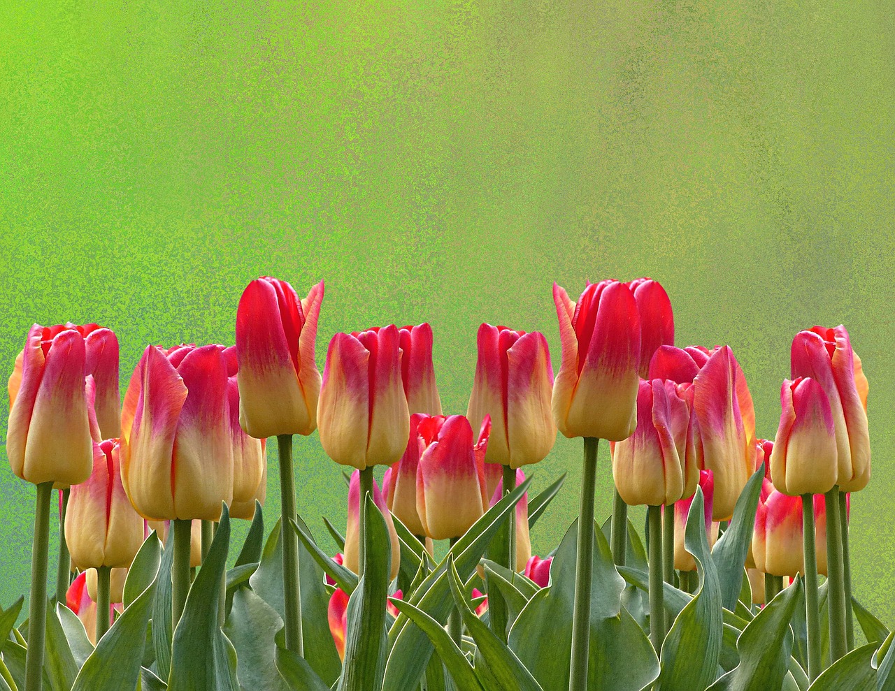 tulips spring easter free photo