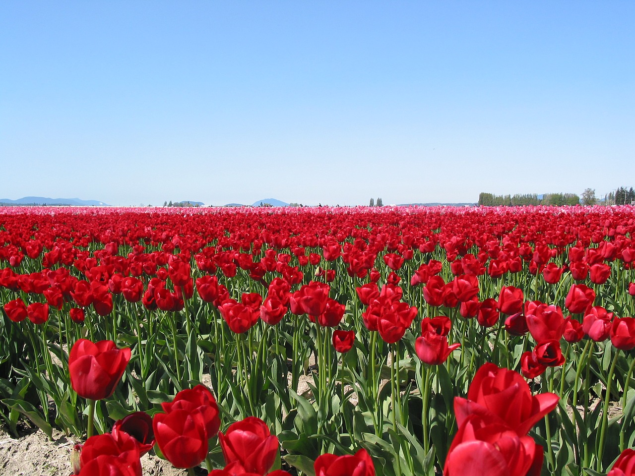 tulips field seattle free photo