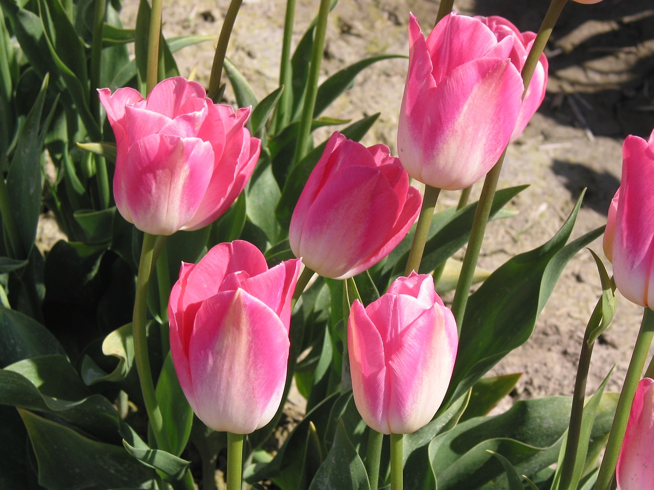 tulips pink spring free photo