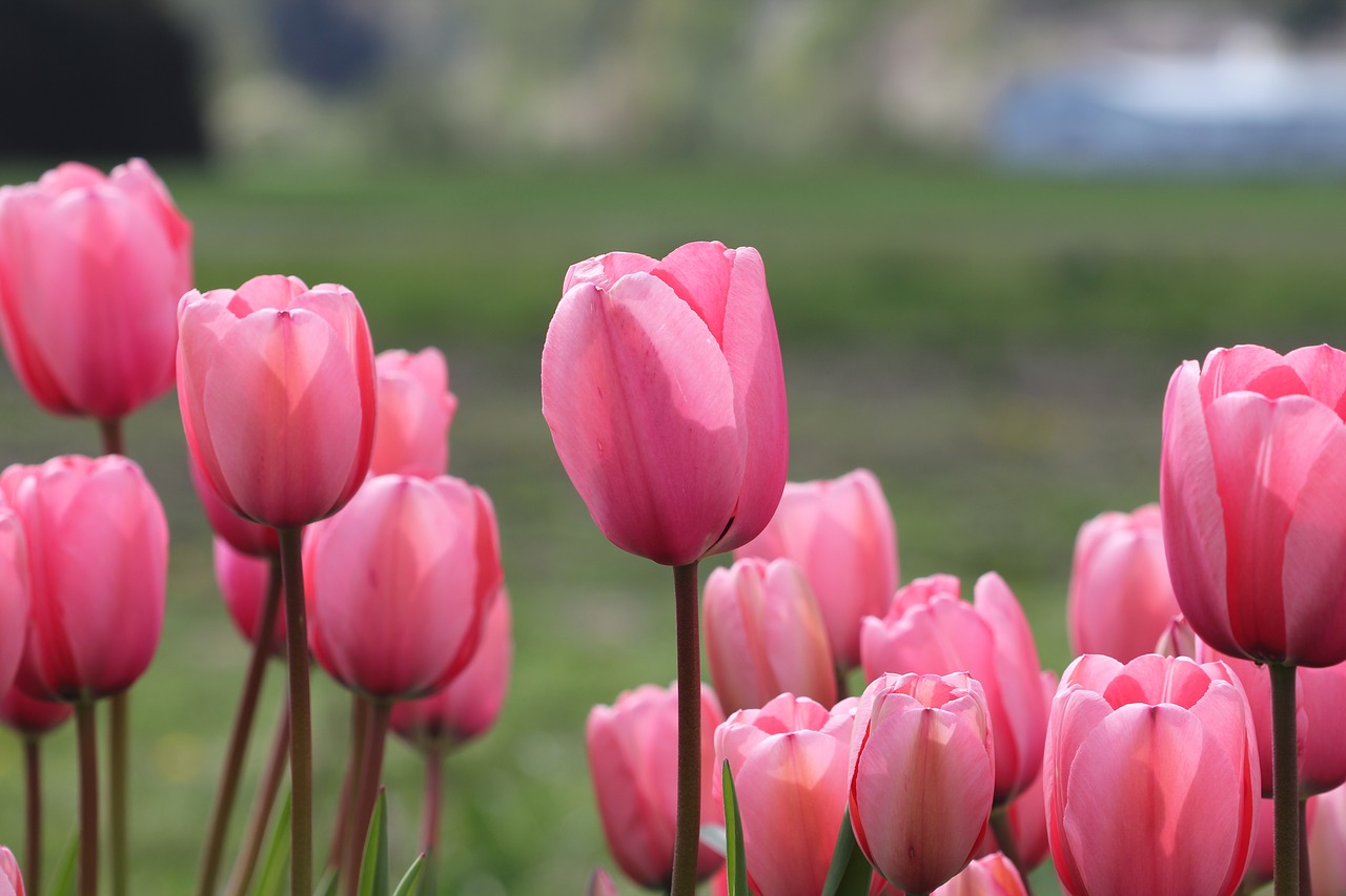 tulips flower spring free photo