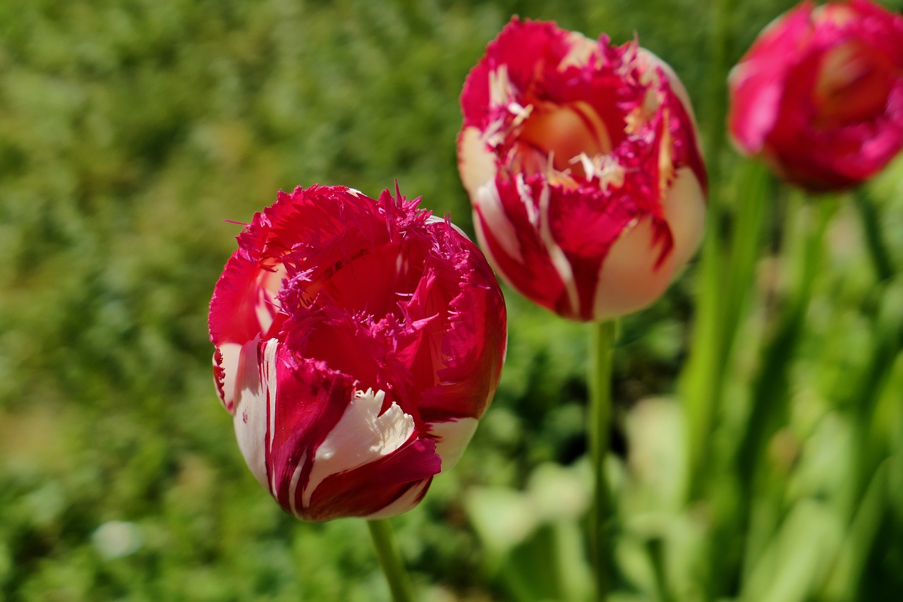 tulips flowers early free photo