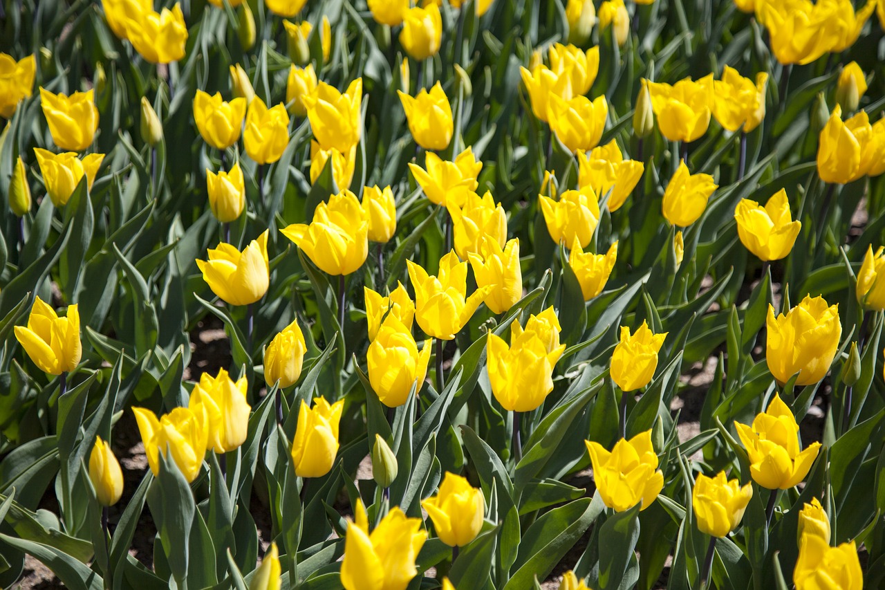 tulips flower flowers free photo