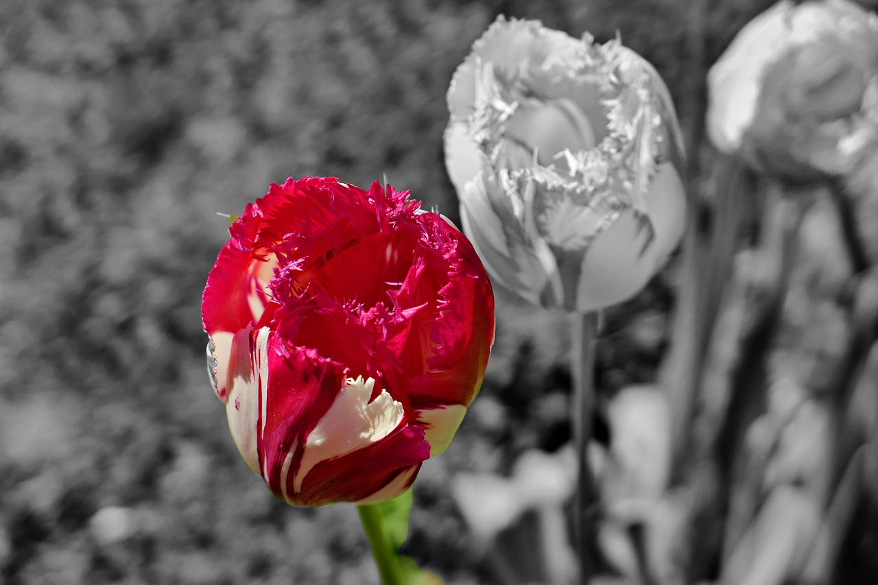 tulips black and white flowers free photo