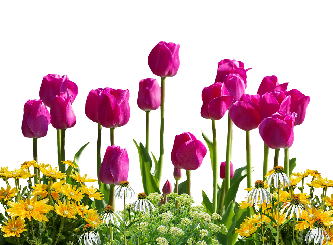 tulips flowers spring free photo