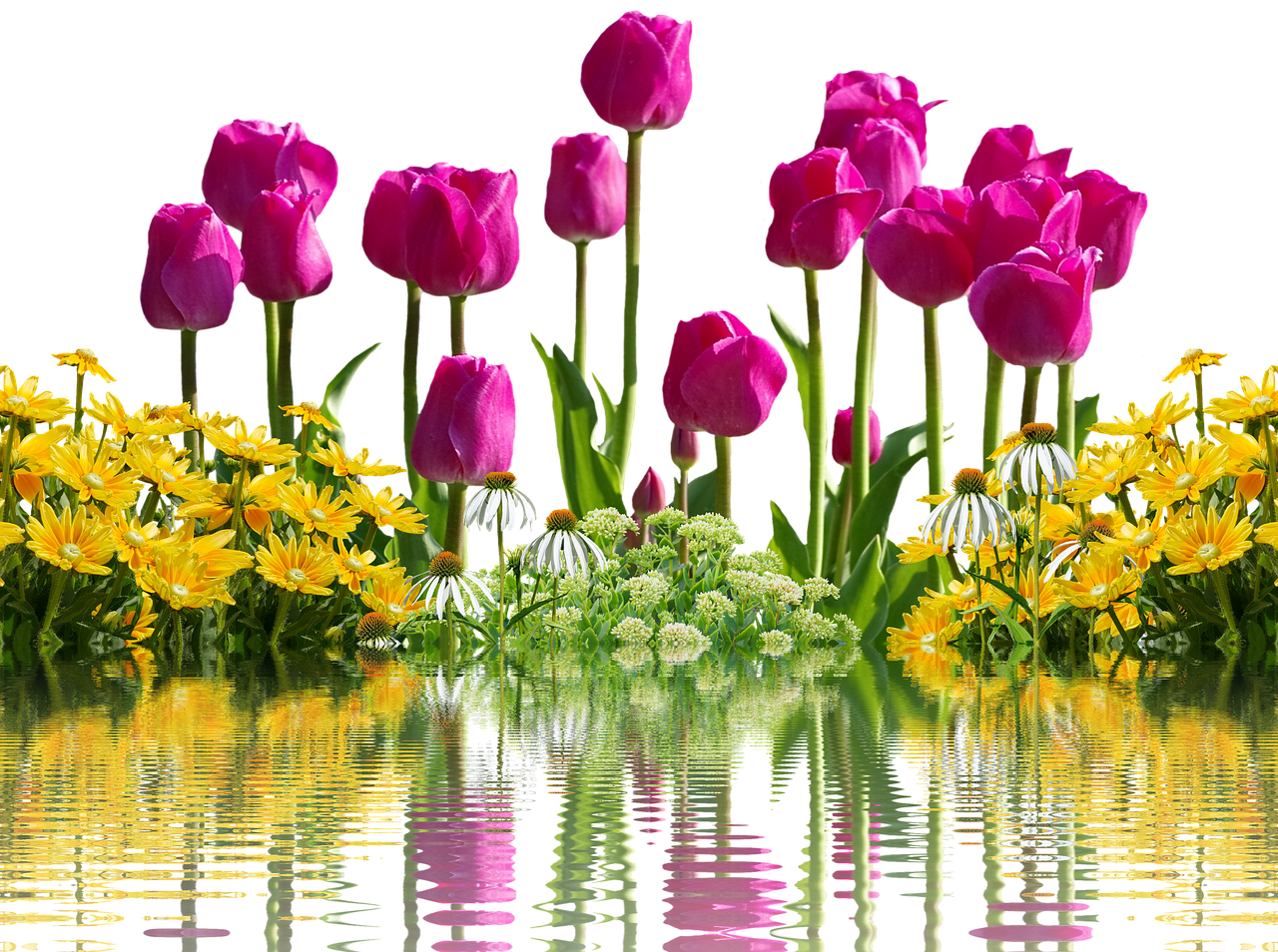 tulips flowers spring free photo