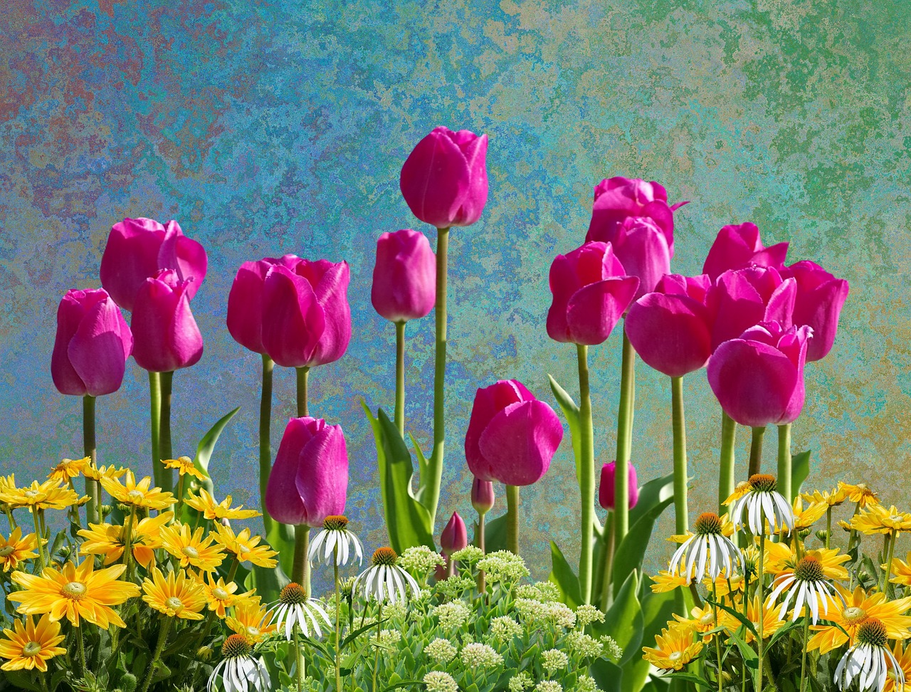 tulips flowers spring free photo