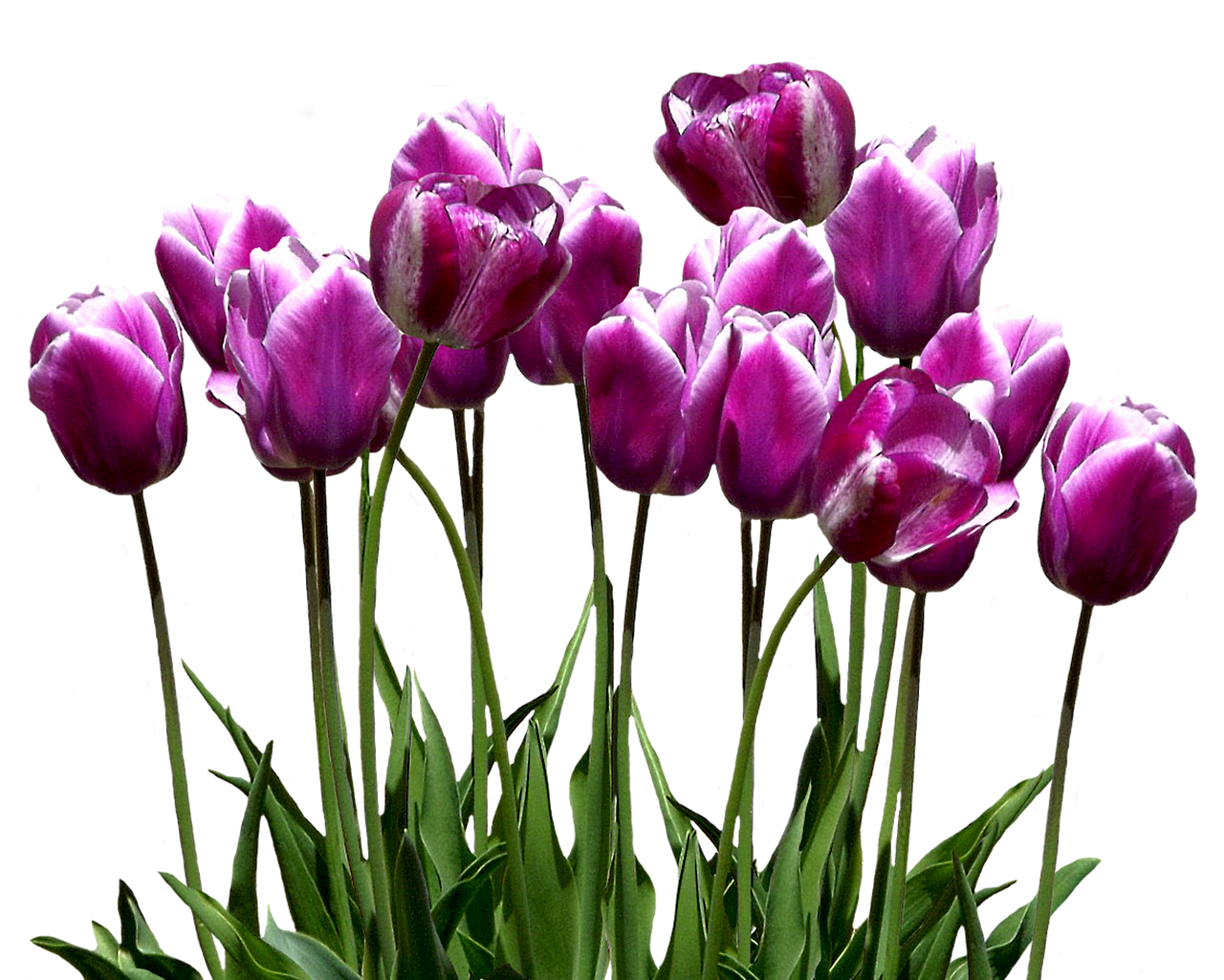 tulips spring easter free photo