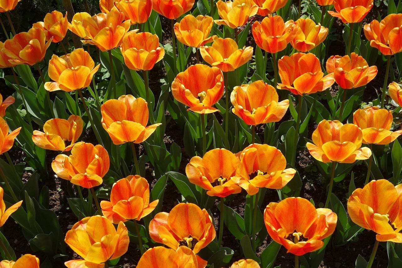 tulips garden plant free photo
