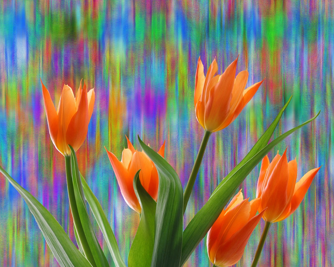 tulips spring easter free photo