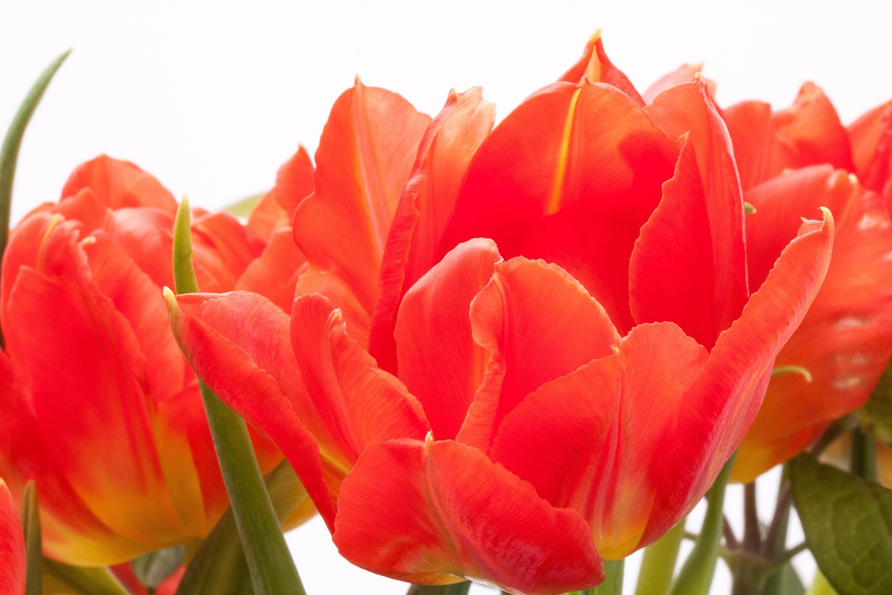 tulips lily spring free photo