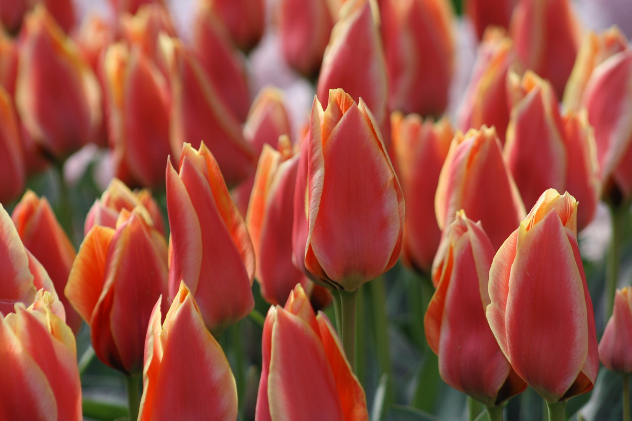 tulips flowers nature free photo