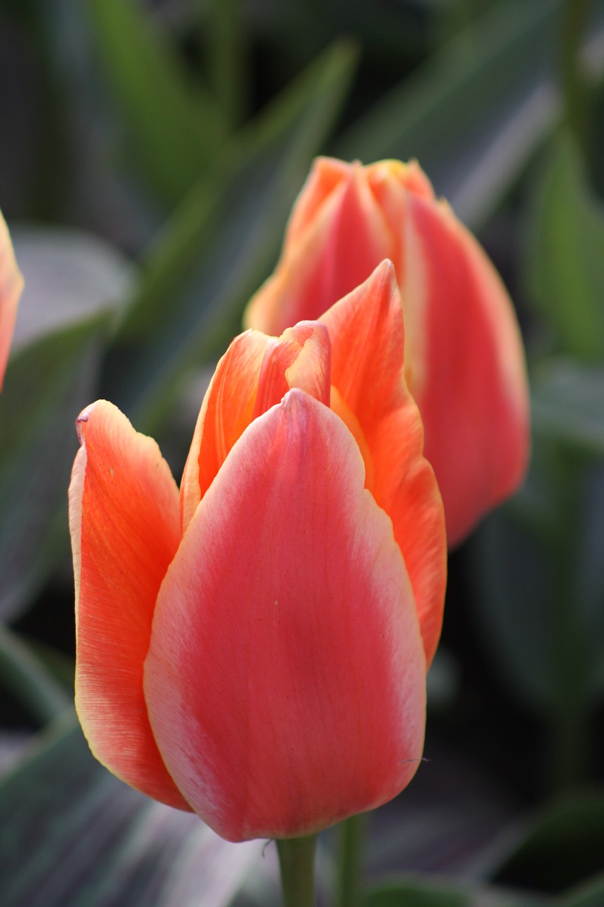 tulips orange spring free photo