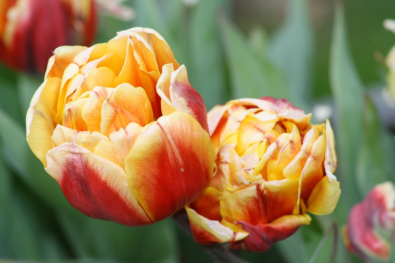 tulips flower colorful free photo