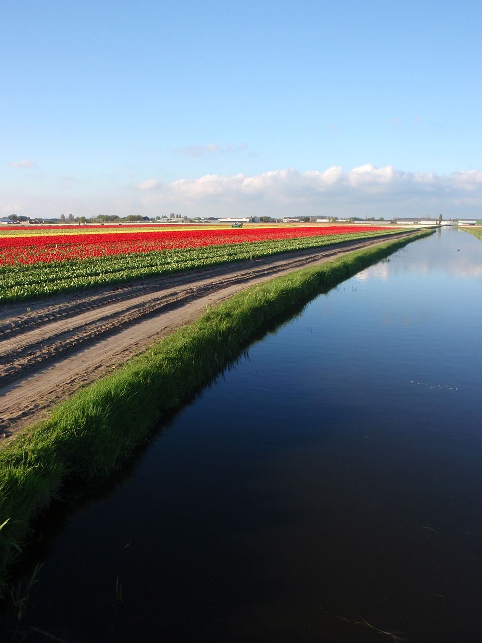 tulips flowers netherland free photo