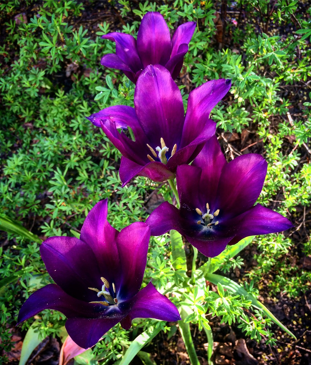 tulips flowers nature free photo