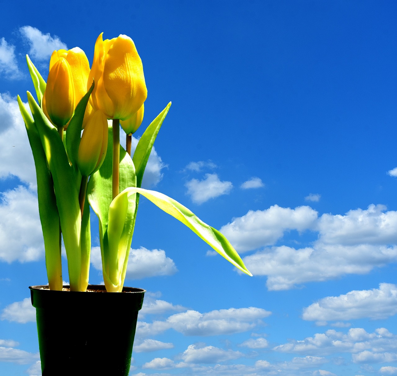 tulips yellow flowers free photo