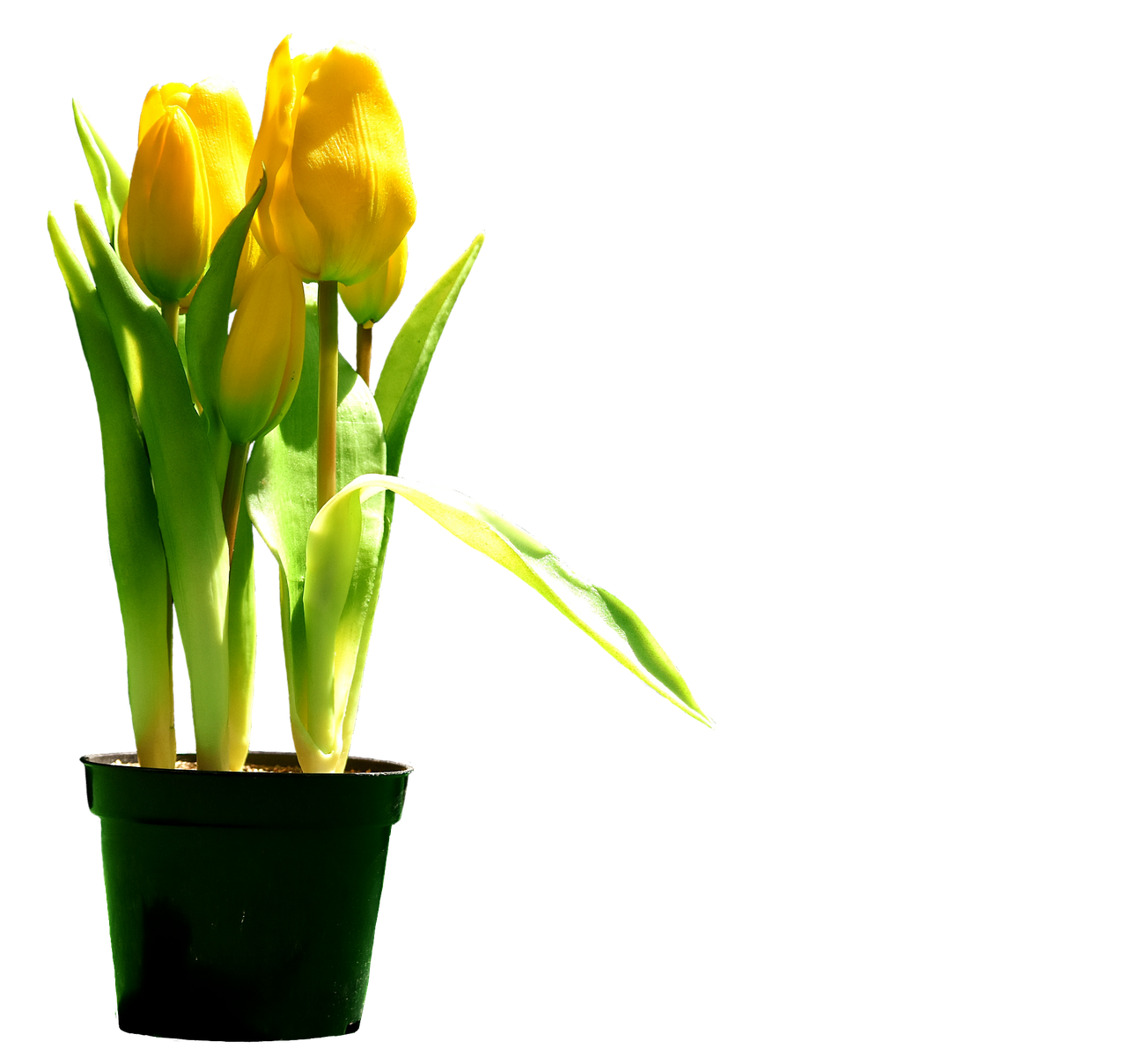 tulips yellow flowers free photo