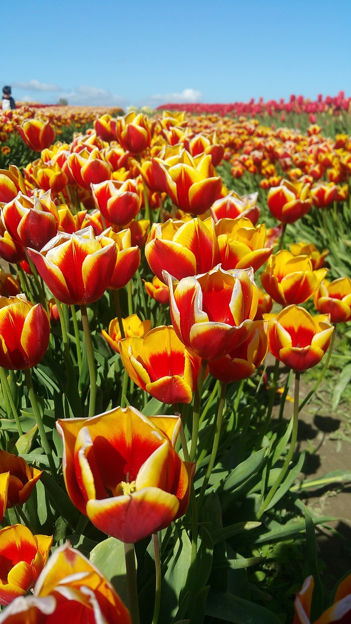 tulips flower red free photo