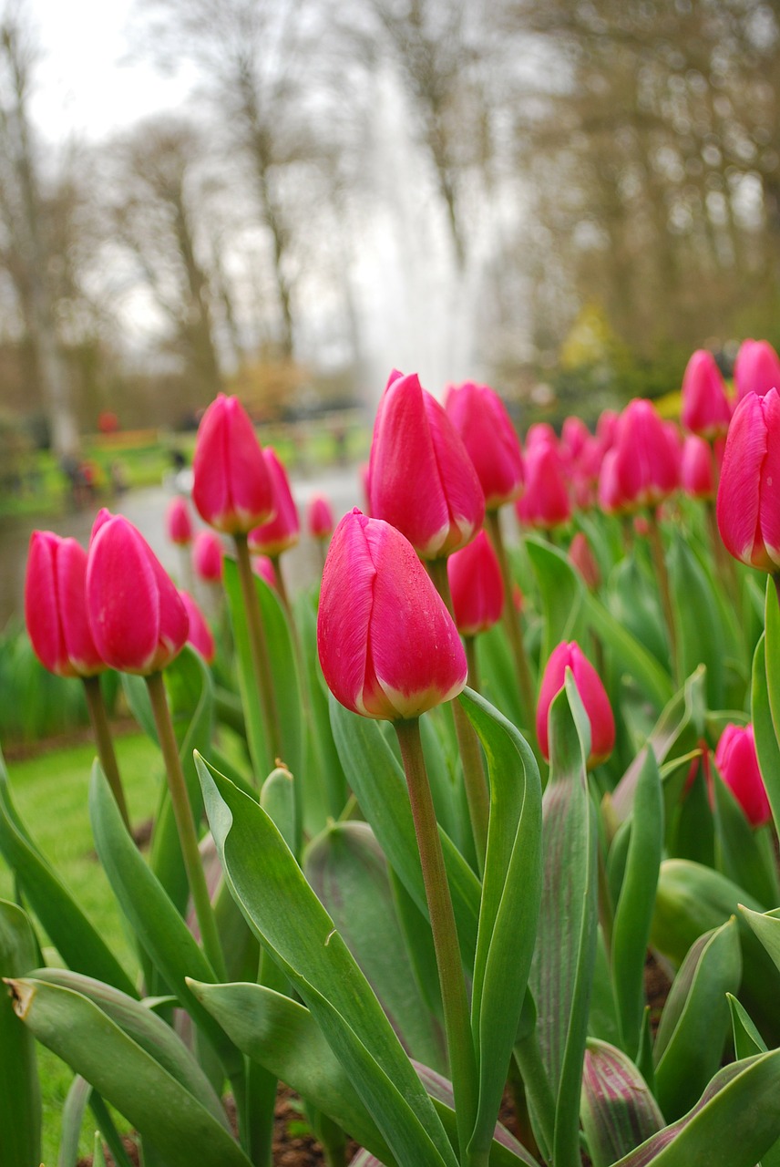 tulips wildflowers flowers free photo