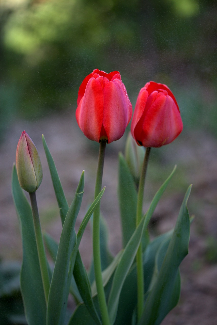 tulips red rain free photo