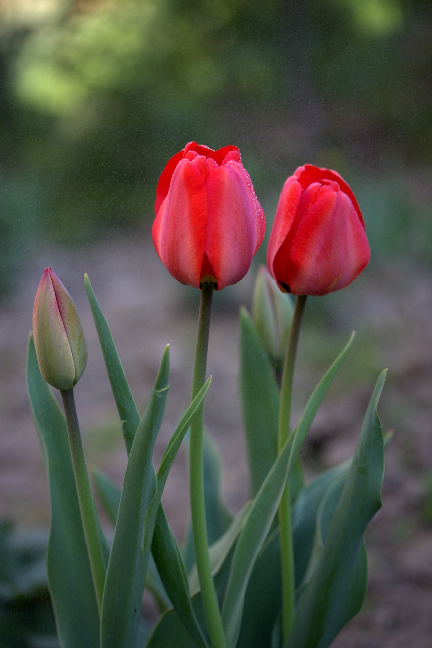 tulips red rain free photo