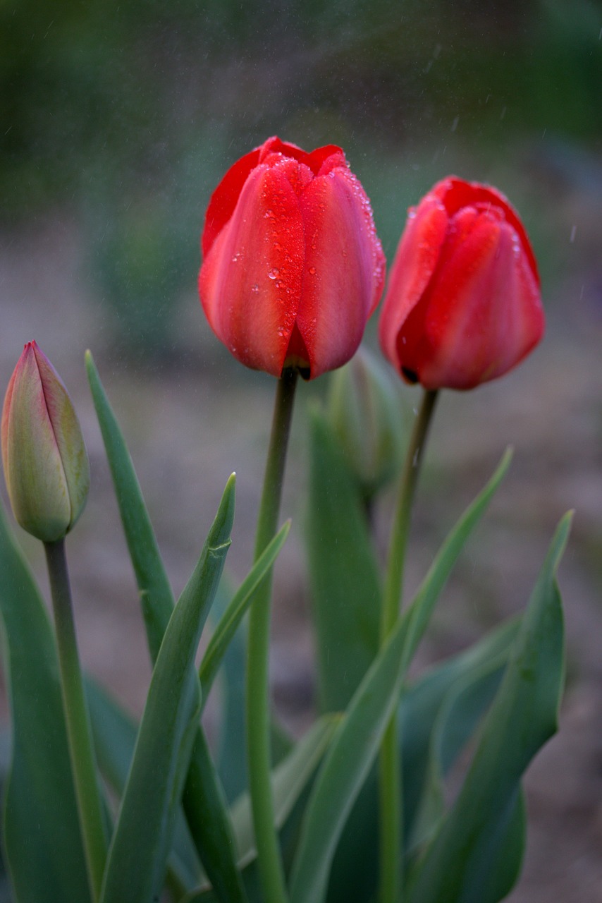 tulips red rain free photo