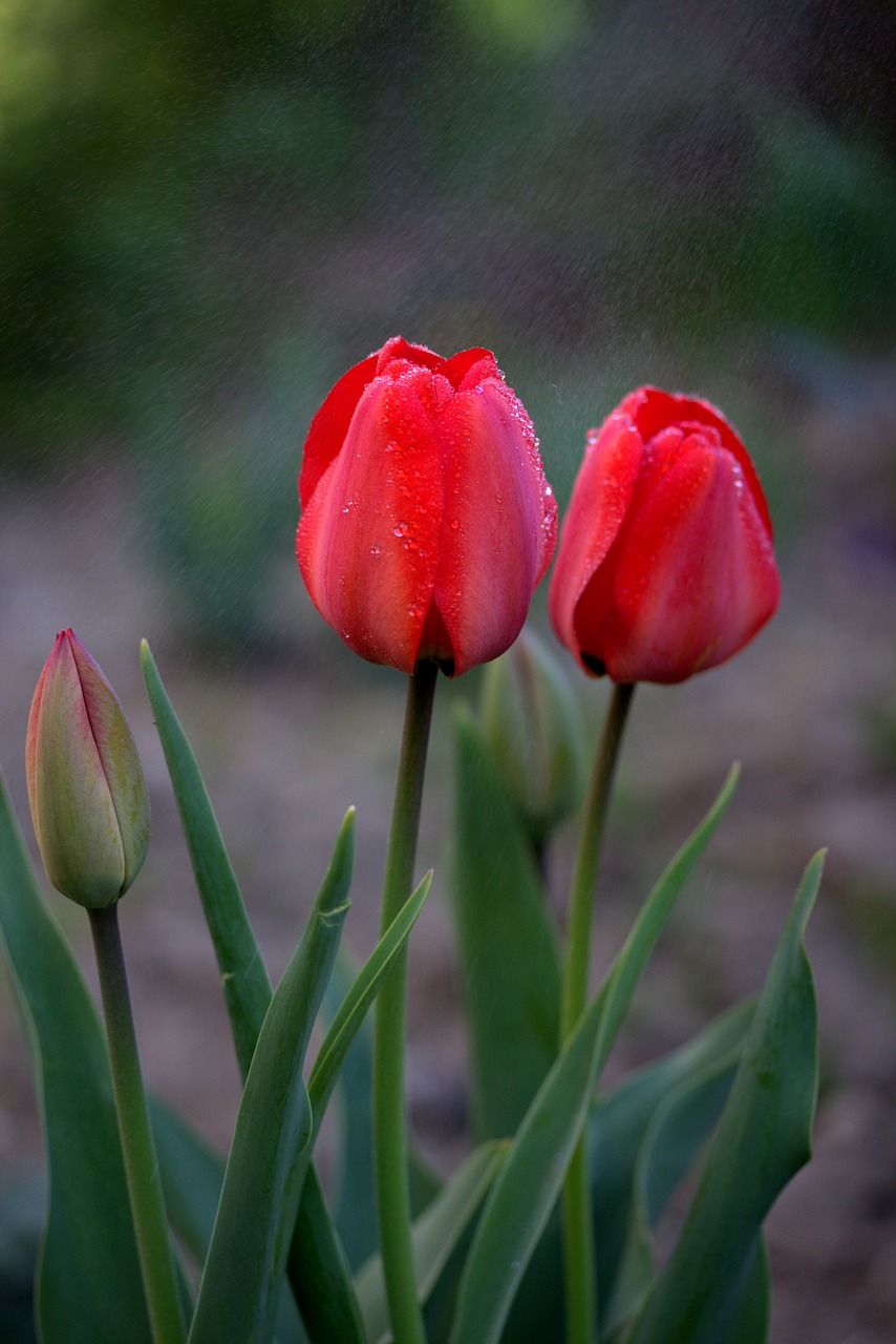 tulips red rain free photo