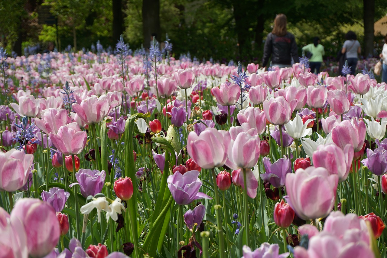 tulips rose keukenhof free photo