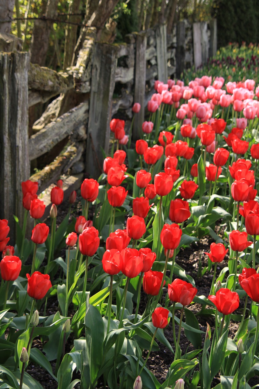 tulips fence flowers free photo