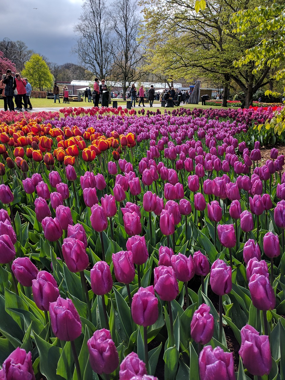 tulips netherlands keukenhof free photo