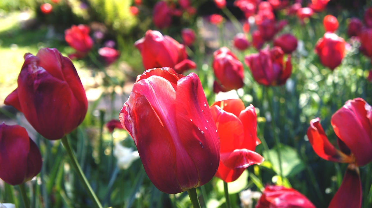 tulips summer garden free photo