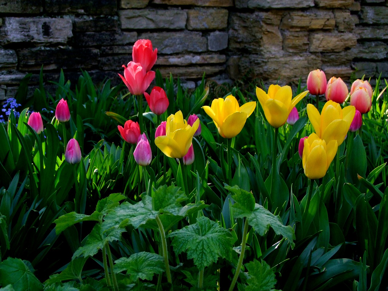 tulips flowers tulip sea free photo