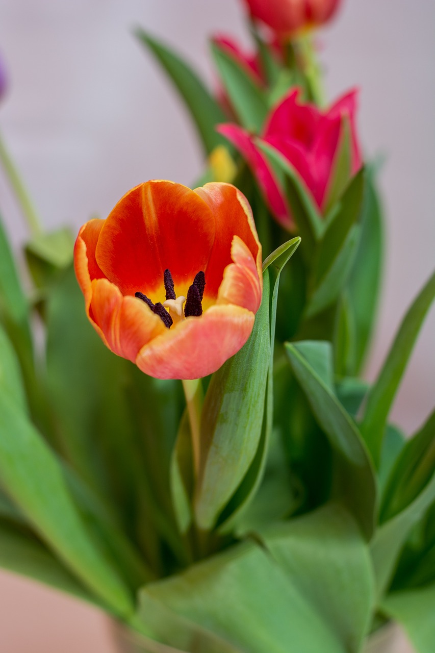tulips federal government bouquet free photo