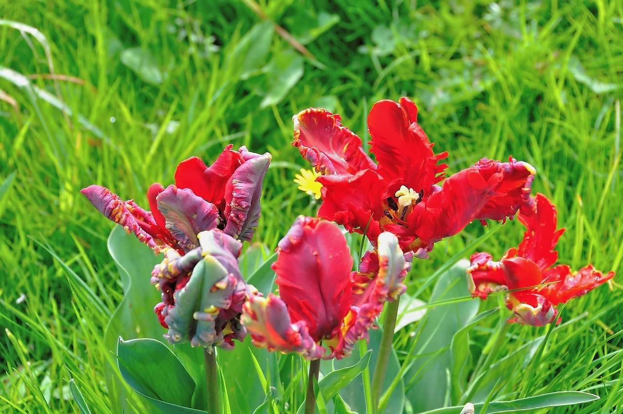 tulips franzen holland free photo