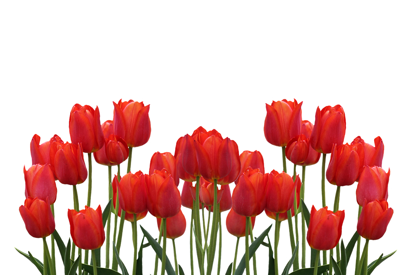 tulips spring nature free photo