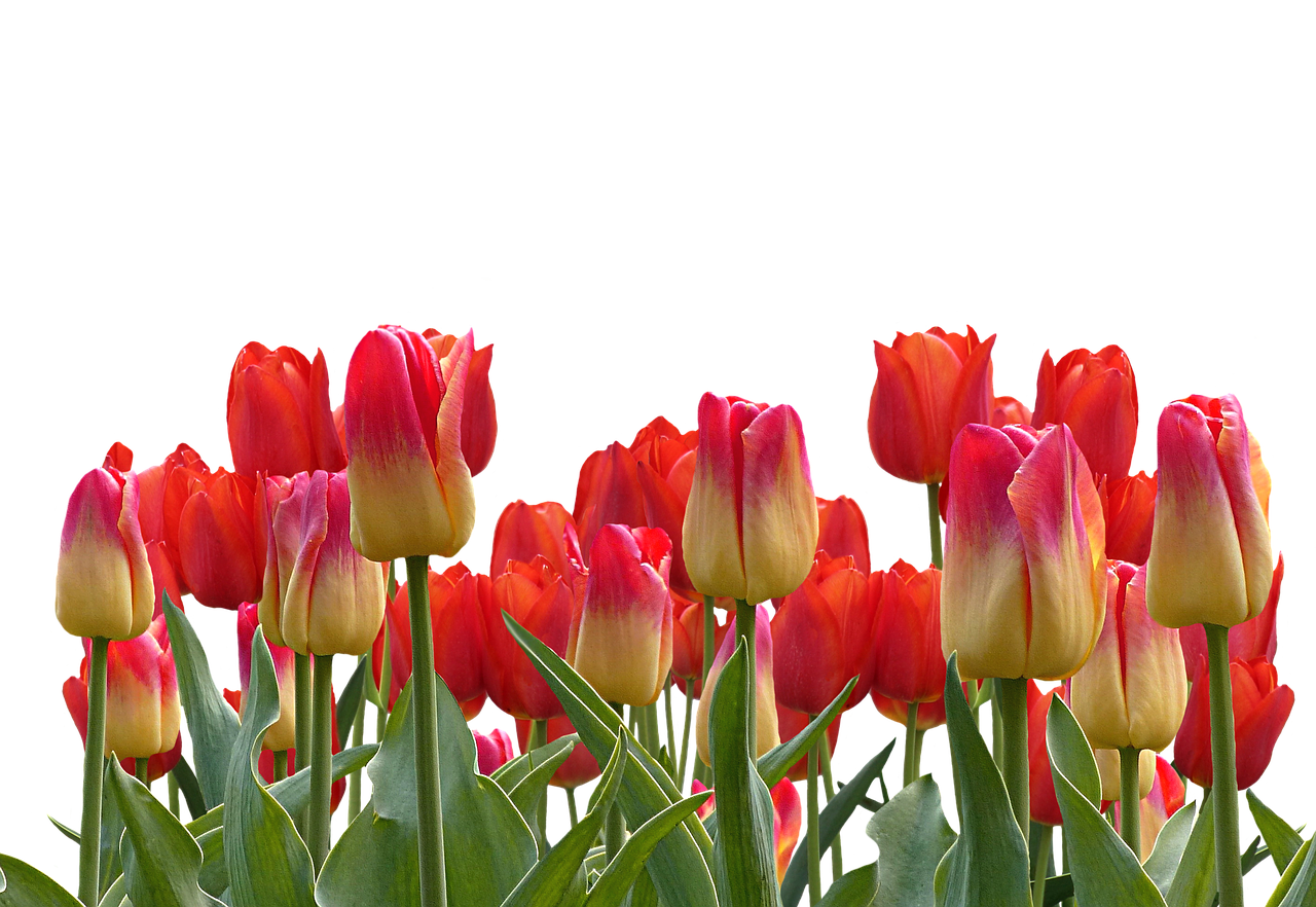 tulips spring nature free photo