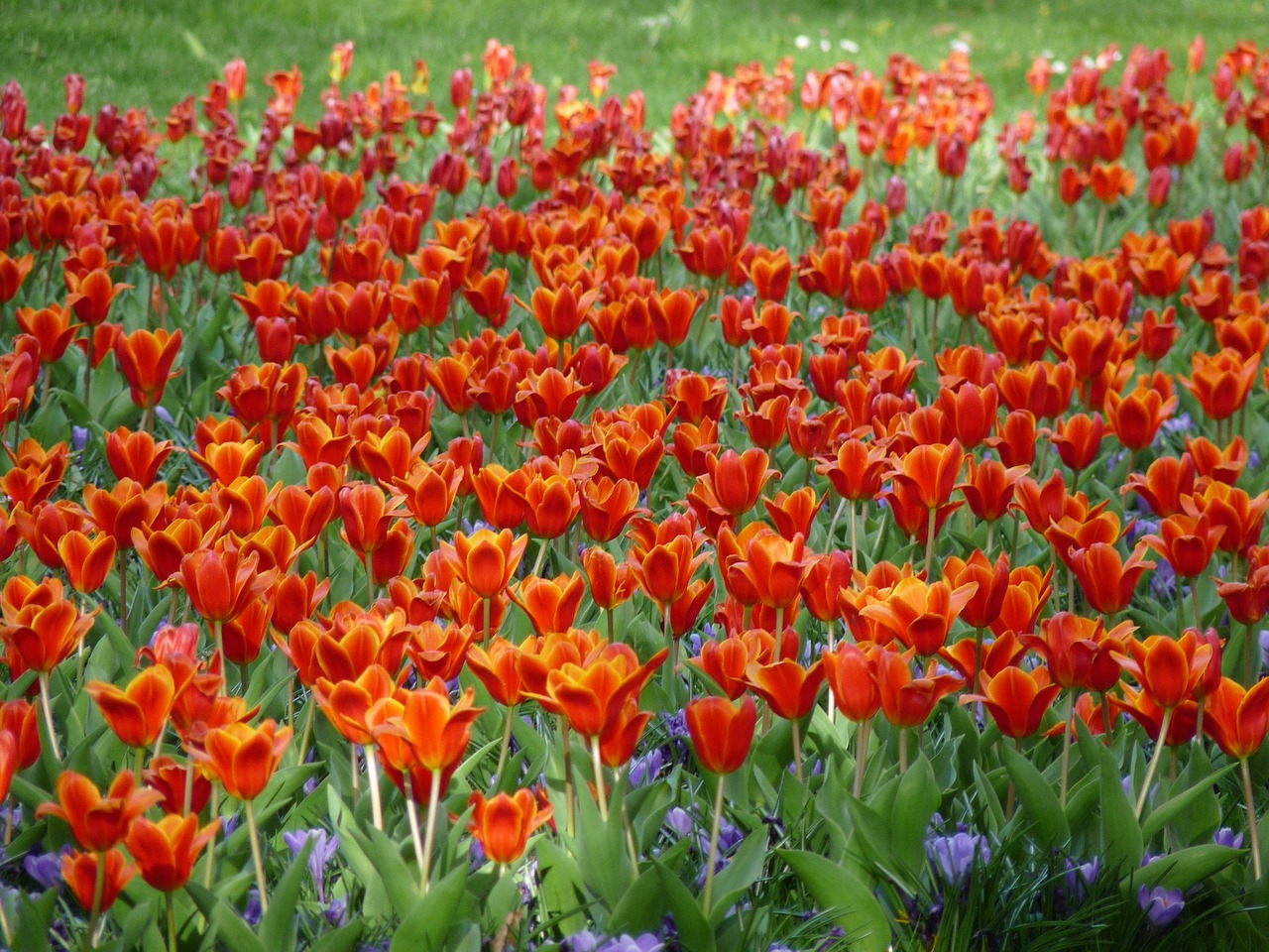 tulips flowers red free photo