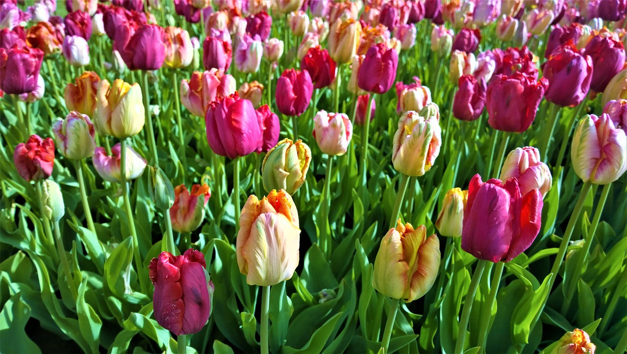 tulips flowers tulip free photo