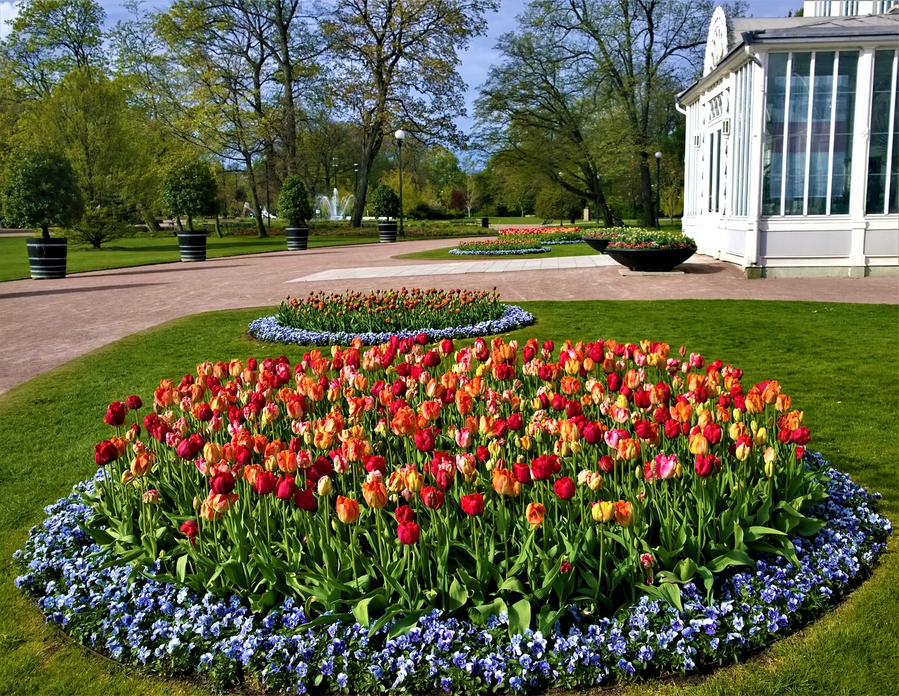 tulips gothenburg the garden society of gothenburg free photo