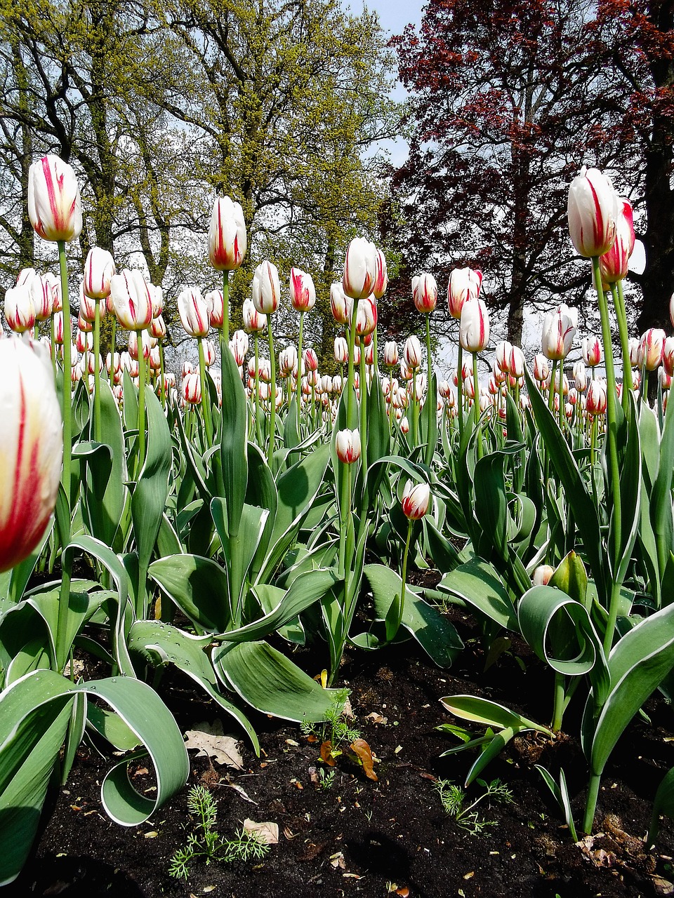 tulips red white free photo