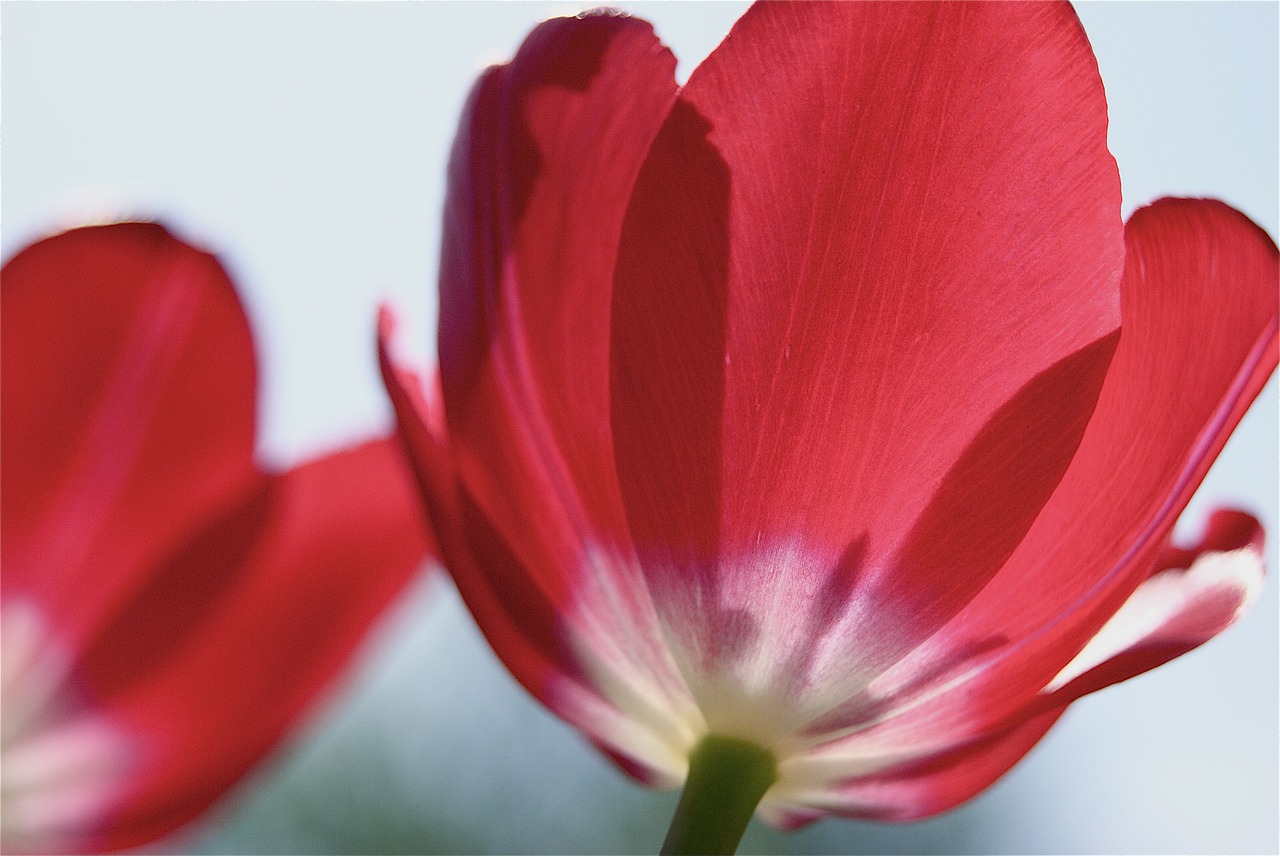 tulips red flowers free photo