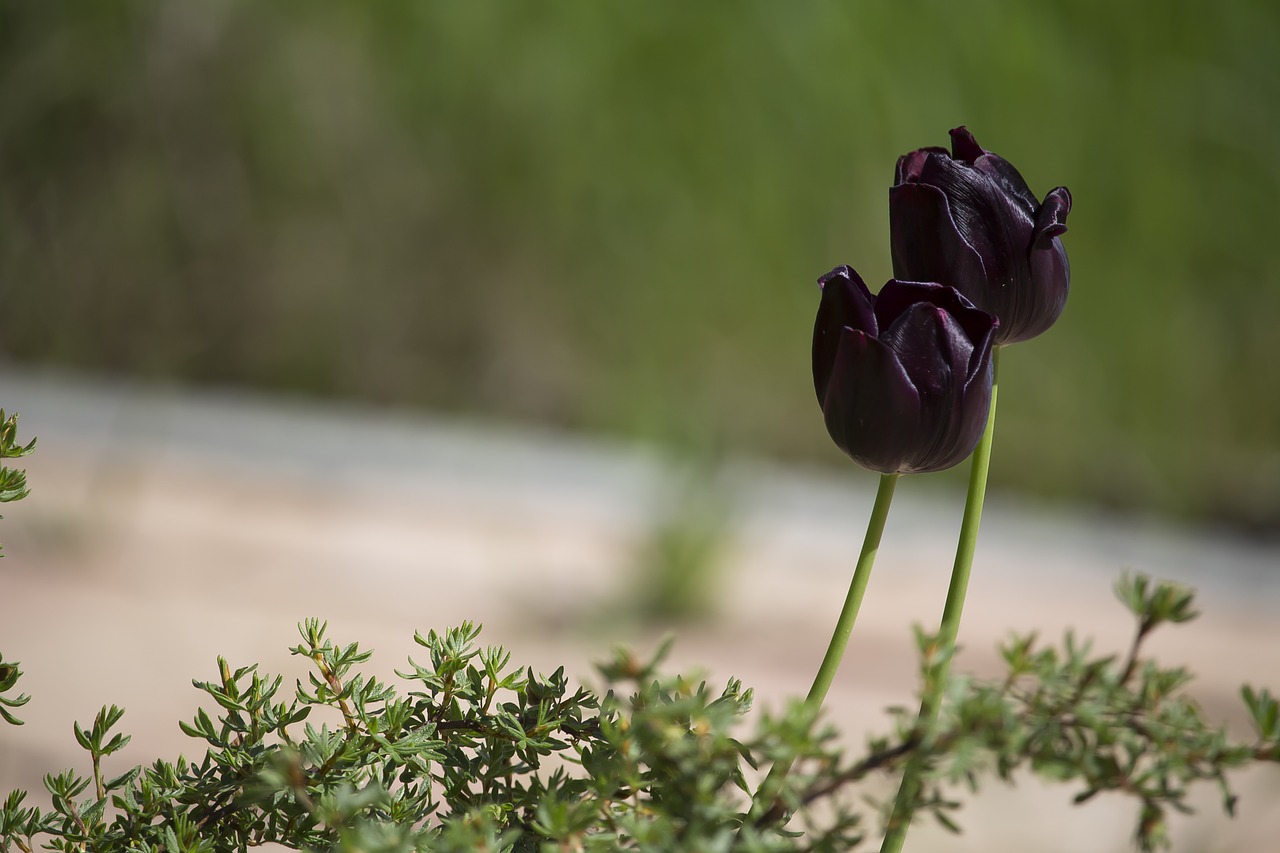 tulips black dark free photo