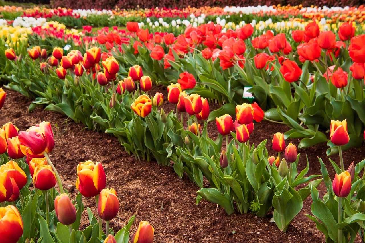 tulips red field free photo