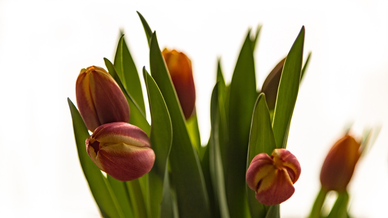 tulips flowers flower free photo