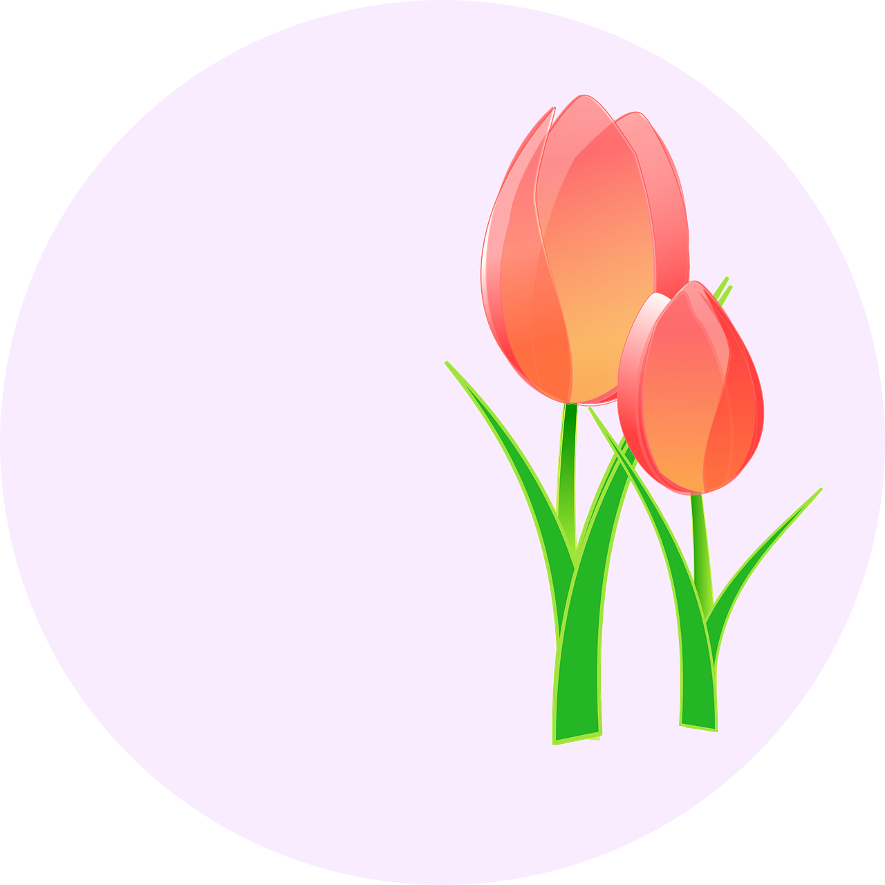 tulips flower pink free photo
