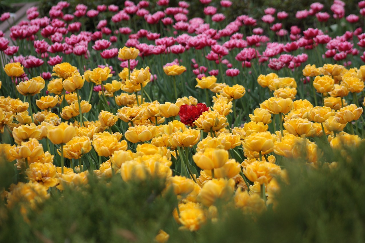 tulips flower bed bright free photo