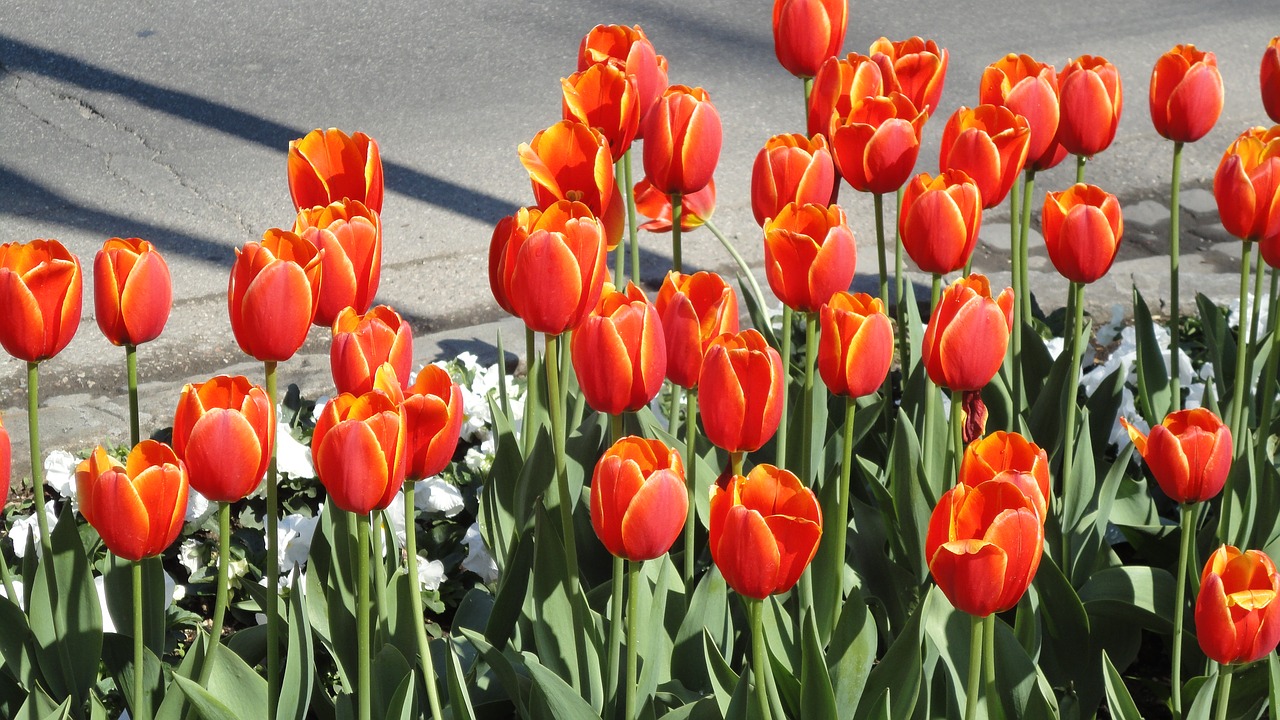 tulips tulip bed flower bed free photo