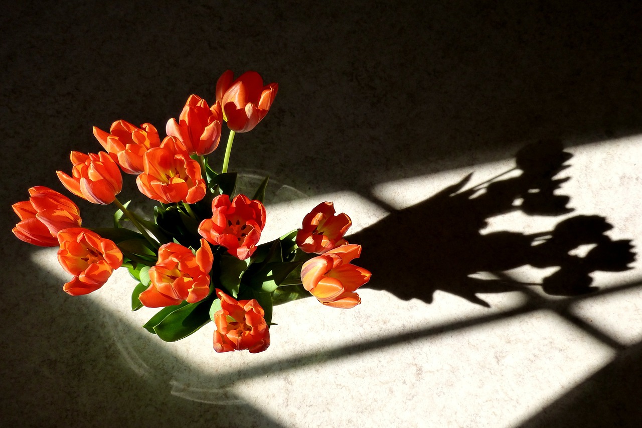 tulips flower shadow free photo