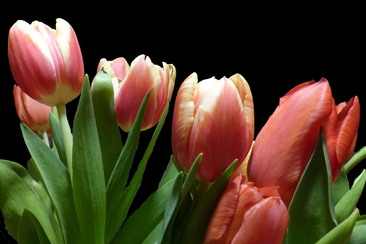 tulips flower spring free photo